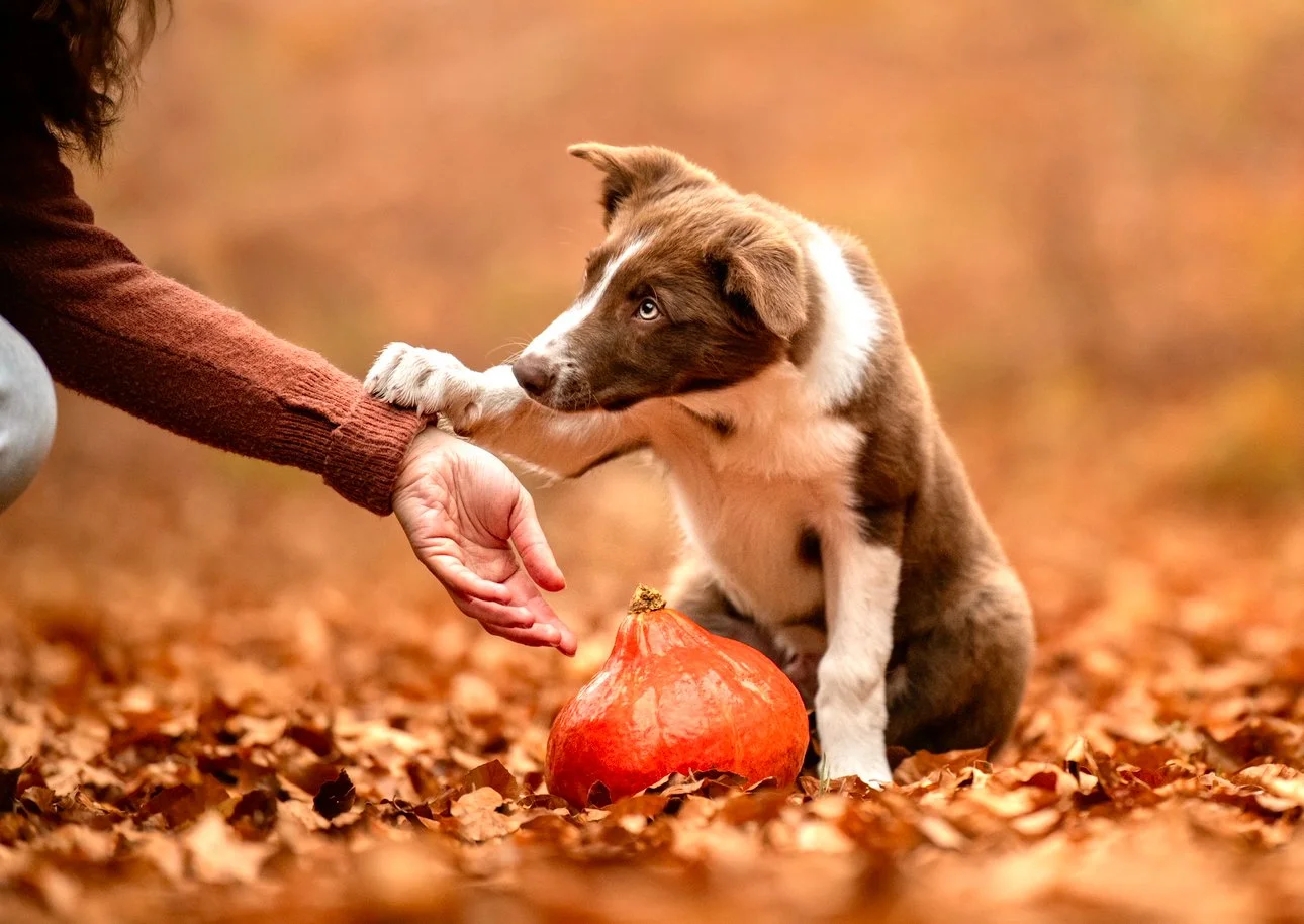 Un chien de race Border Collie noir, blanc et brun, assis dans un parc recouvert de feuilles d'automne, recevant la patte d'une personne, à côté d'une grande citrouille orange.