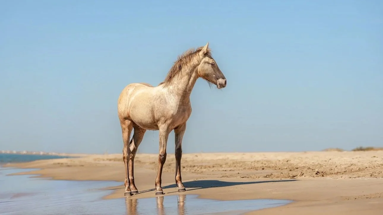 Un cheval beige se tient sur la plage près de l'eau en plein jour, avec un ciel clair.