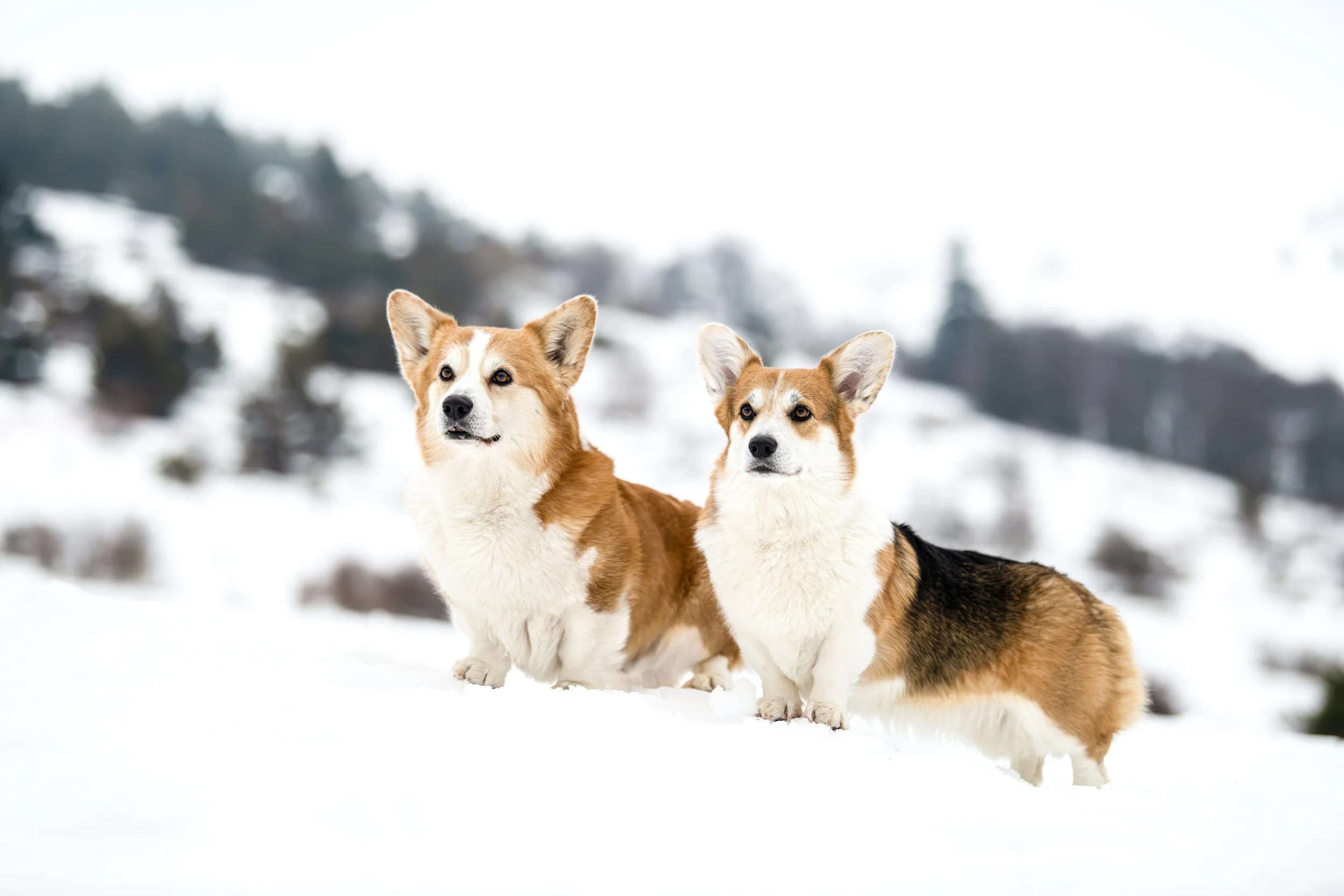 Deux chiens de race Pembroke Welsh Corgi dans la neige avec un paysage de montagnes et arbres flous en arrière-plan.