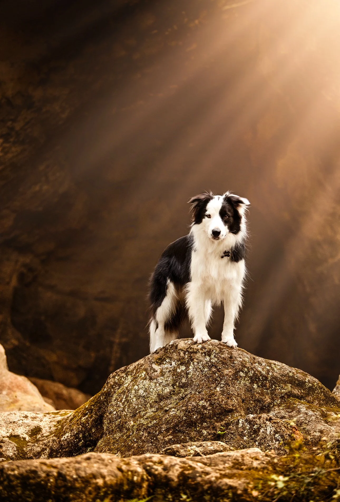 Un chien Border Collie tricolore debout sur une roche dans une caverne avec un rayon de lumière descendant du plafond.