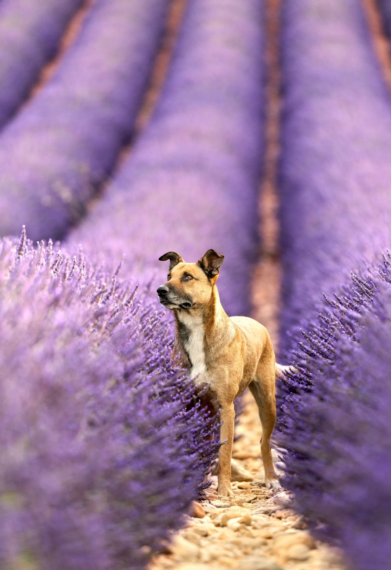 Un chien dans un champ de lavande en fleurs.