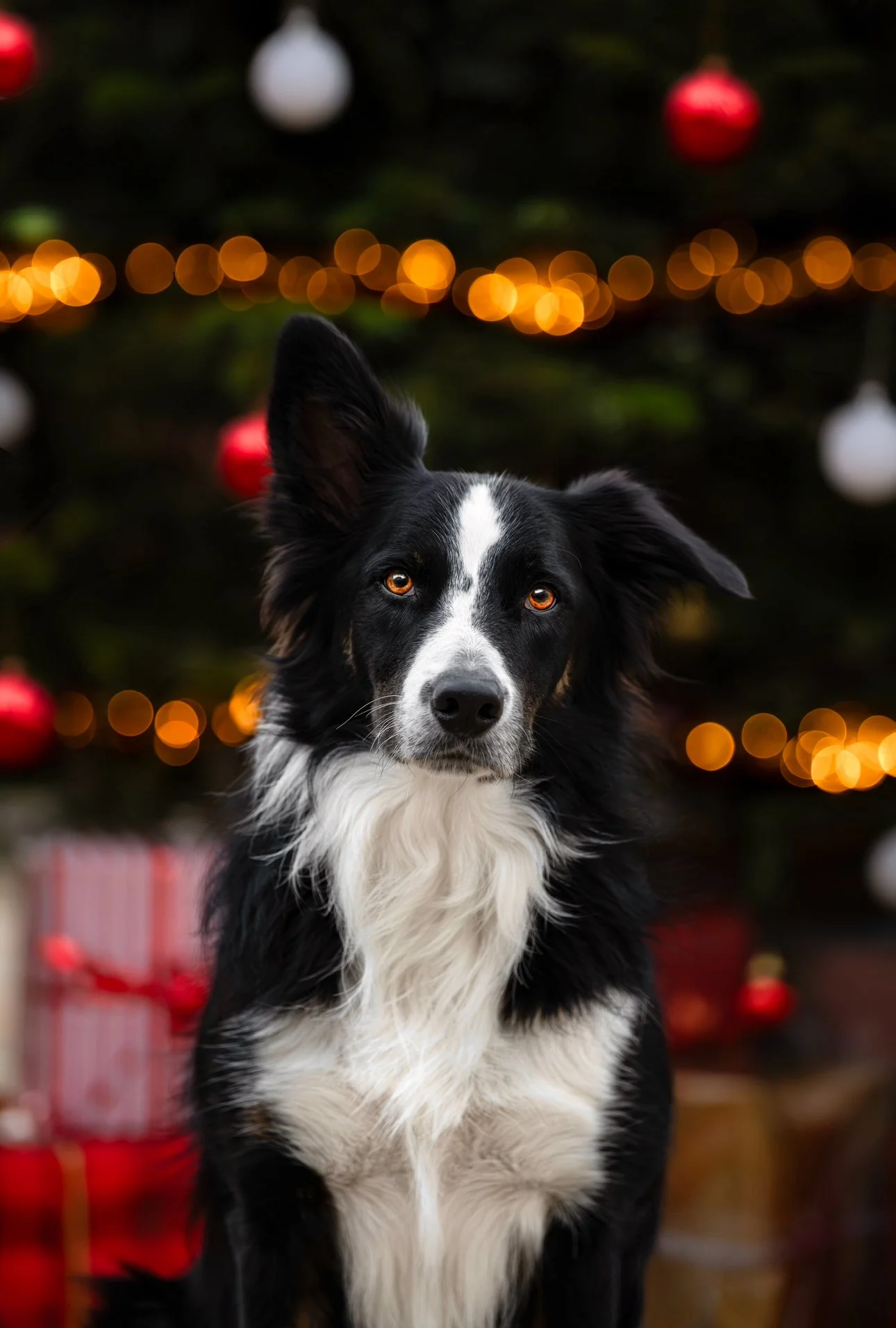 Un chien noir et blanc devant un arbre de Noël décoré avec des guirlandes lumineuses et des boules de Noël, avec des cadeaux en arrière-plan.