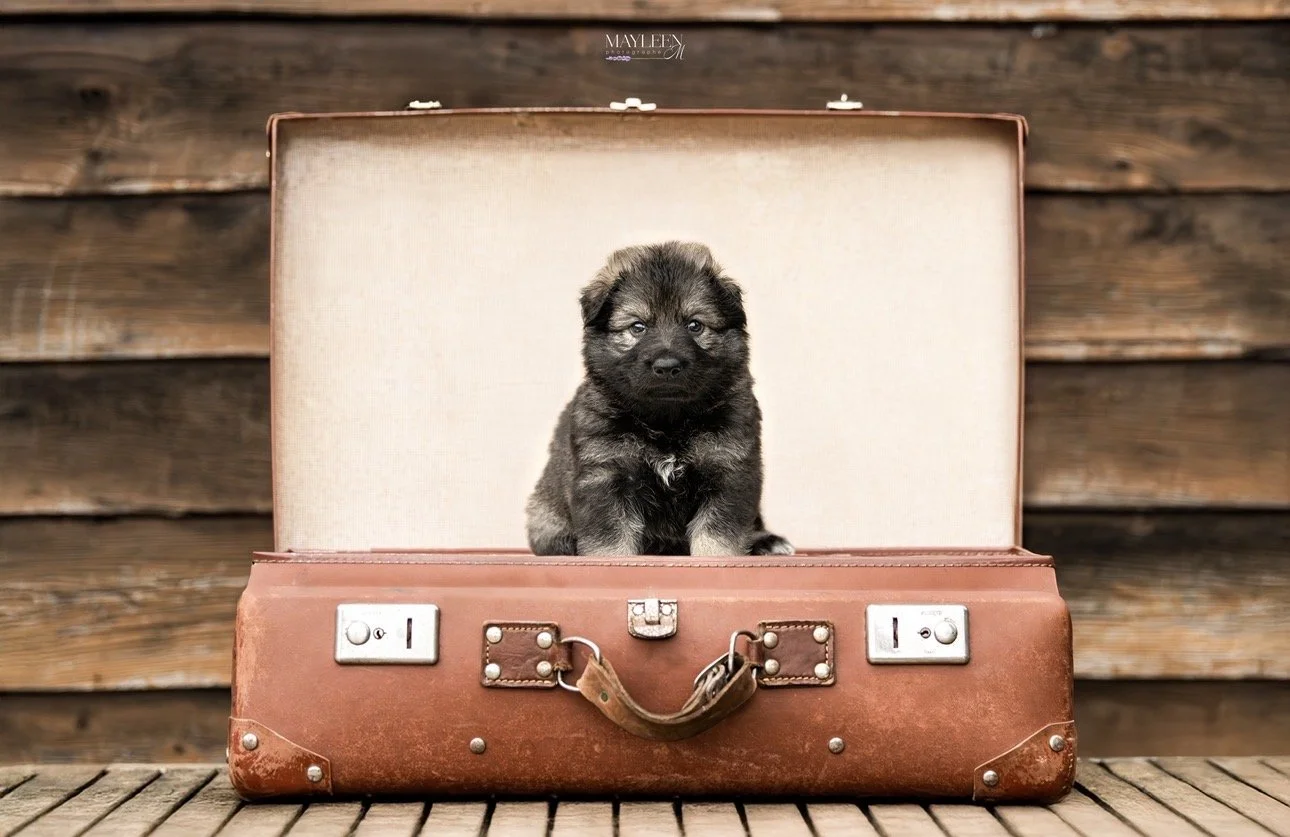 Un chiot mignon de peluche ou réel, assis dans une vieille valise en cuir sur une surface en bois, avec un mur en bois en arrière-plan.