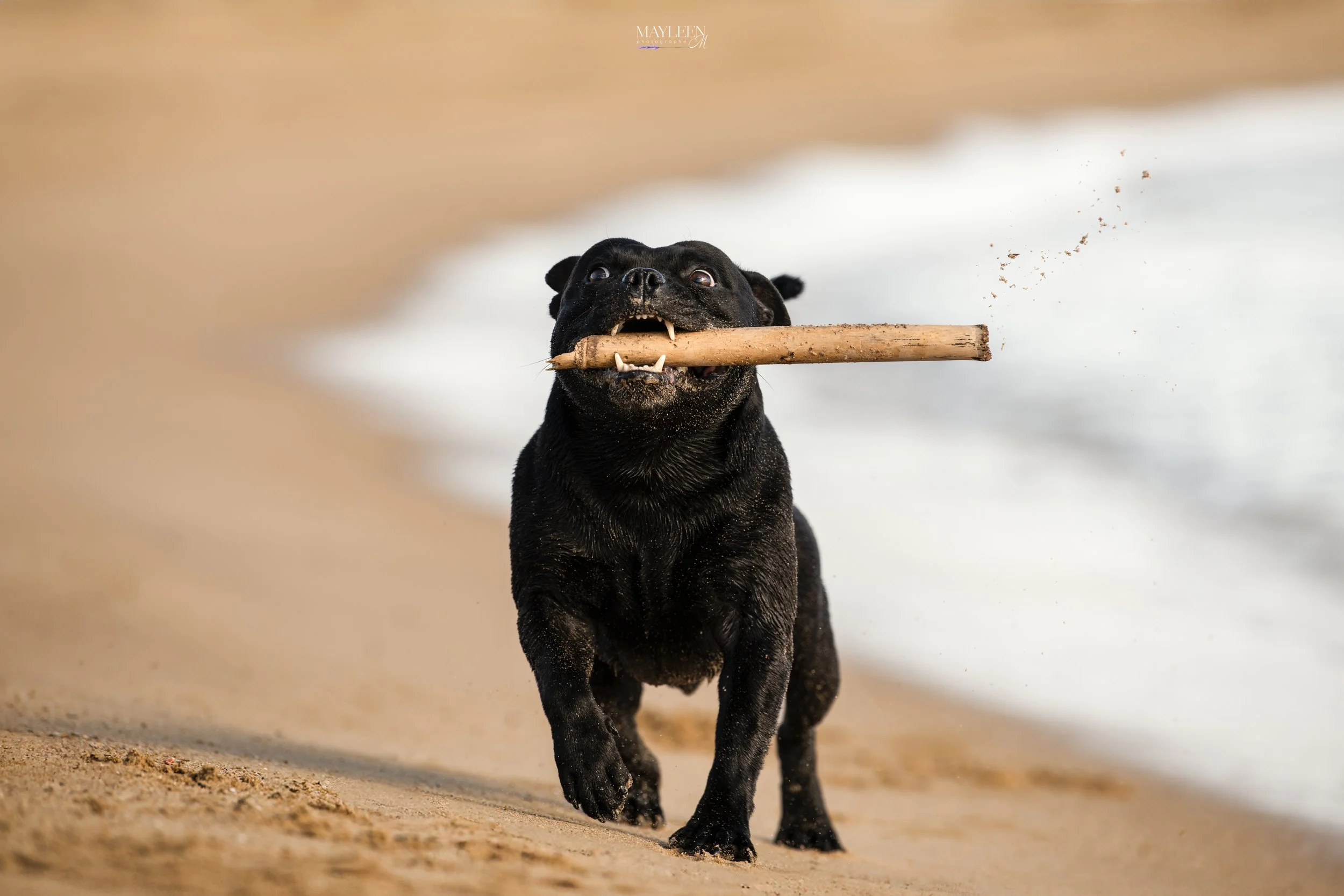 Un chien noir court sur une plage, tenant un bâton dans la gueule, avec la mer en arrière-plan.