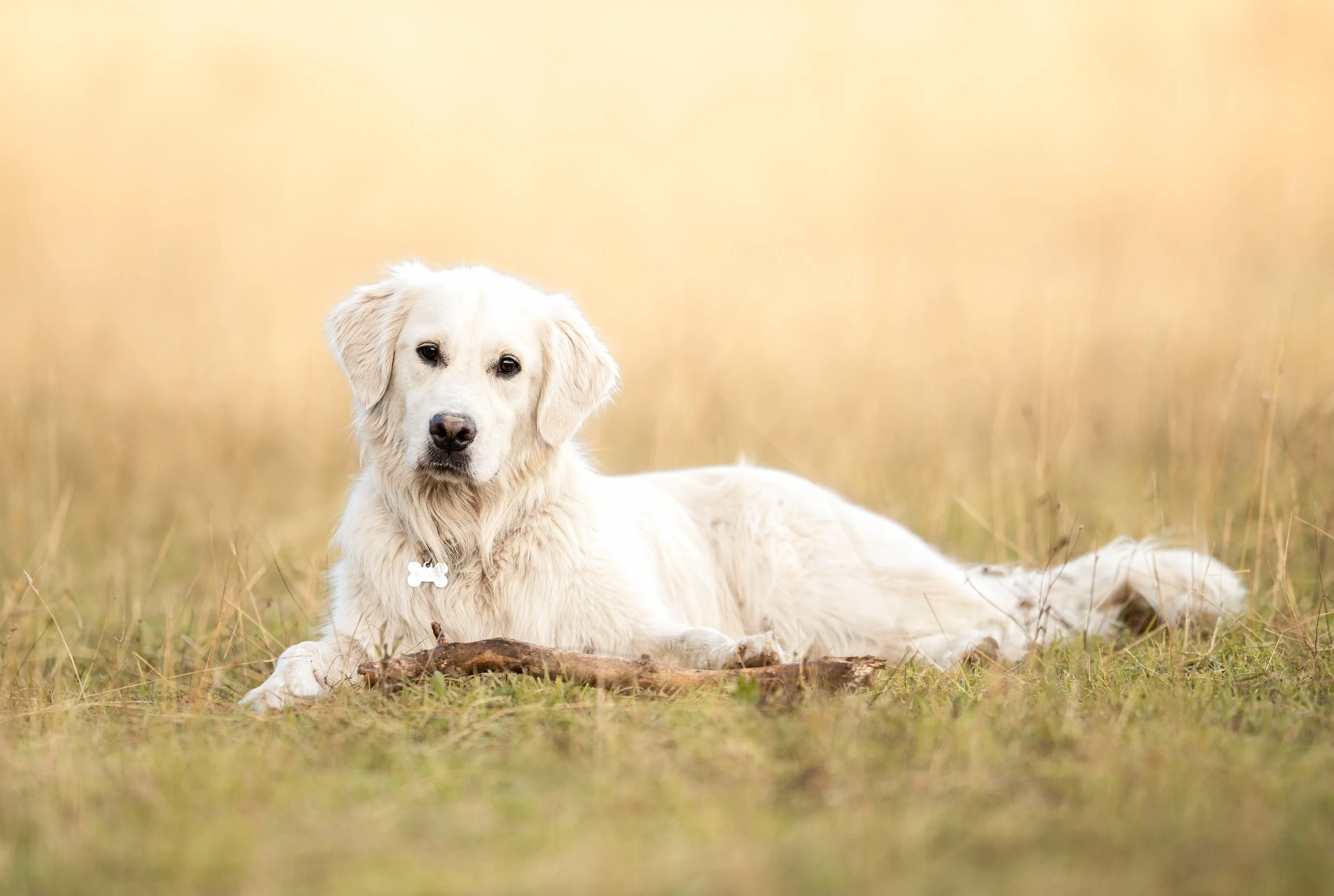 Un chien de race golden retriever allongé dans un champ, avec un bâton à ses pattes avant, fond flou aux teintes chaudes.
