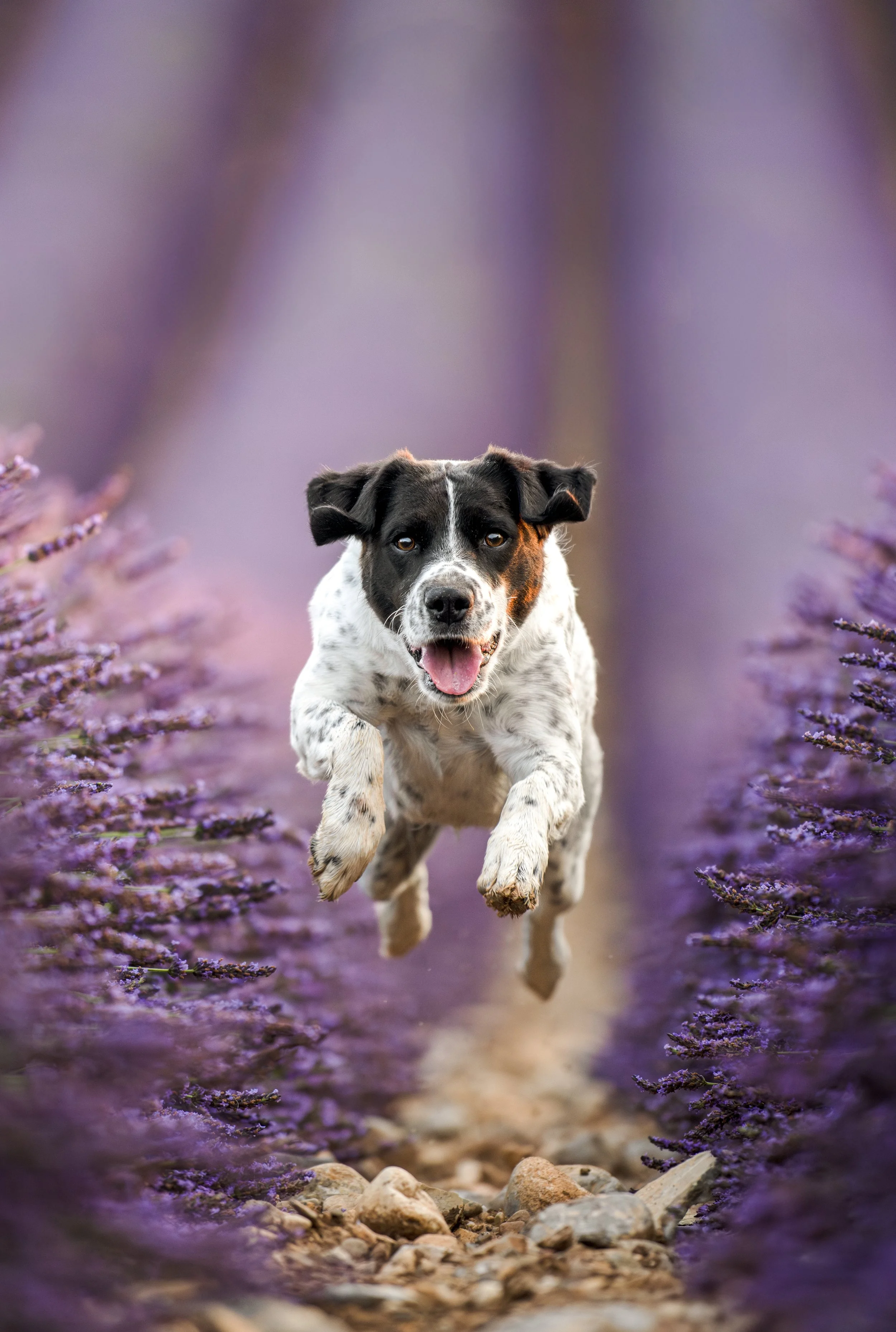 Un chien de course blanc avec des taches noires et brunes, courant dans un sentier bordé de lavande violette en fleurs.