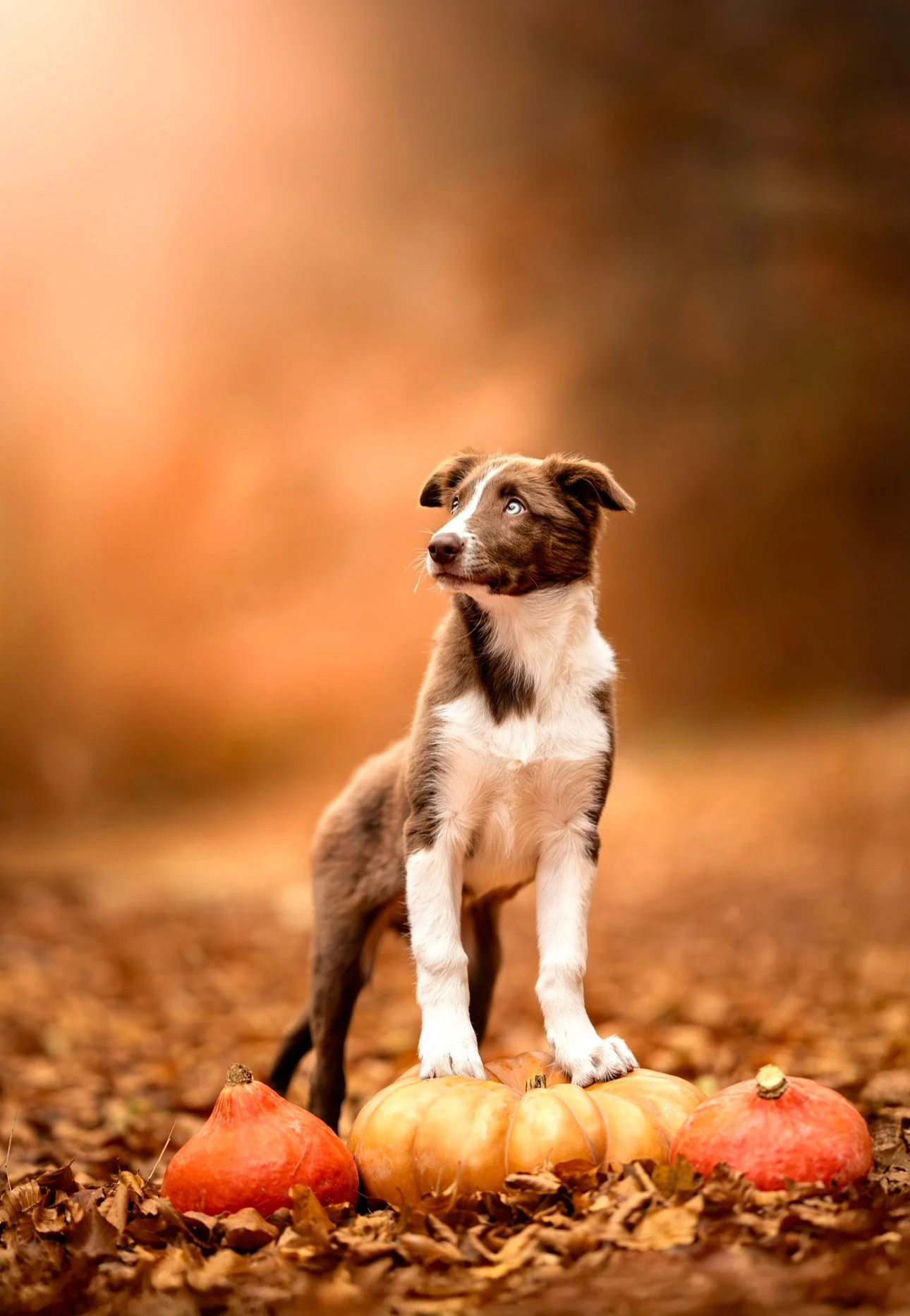 Un chiot avec des yeux bleus, debout sur des citrouilles dans un décor automnal avec des feuilles tombées.