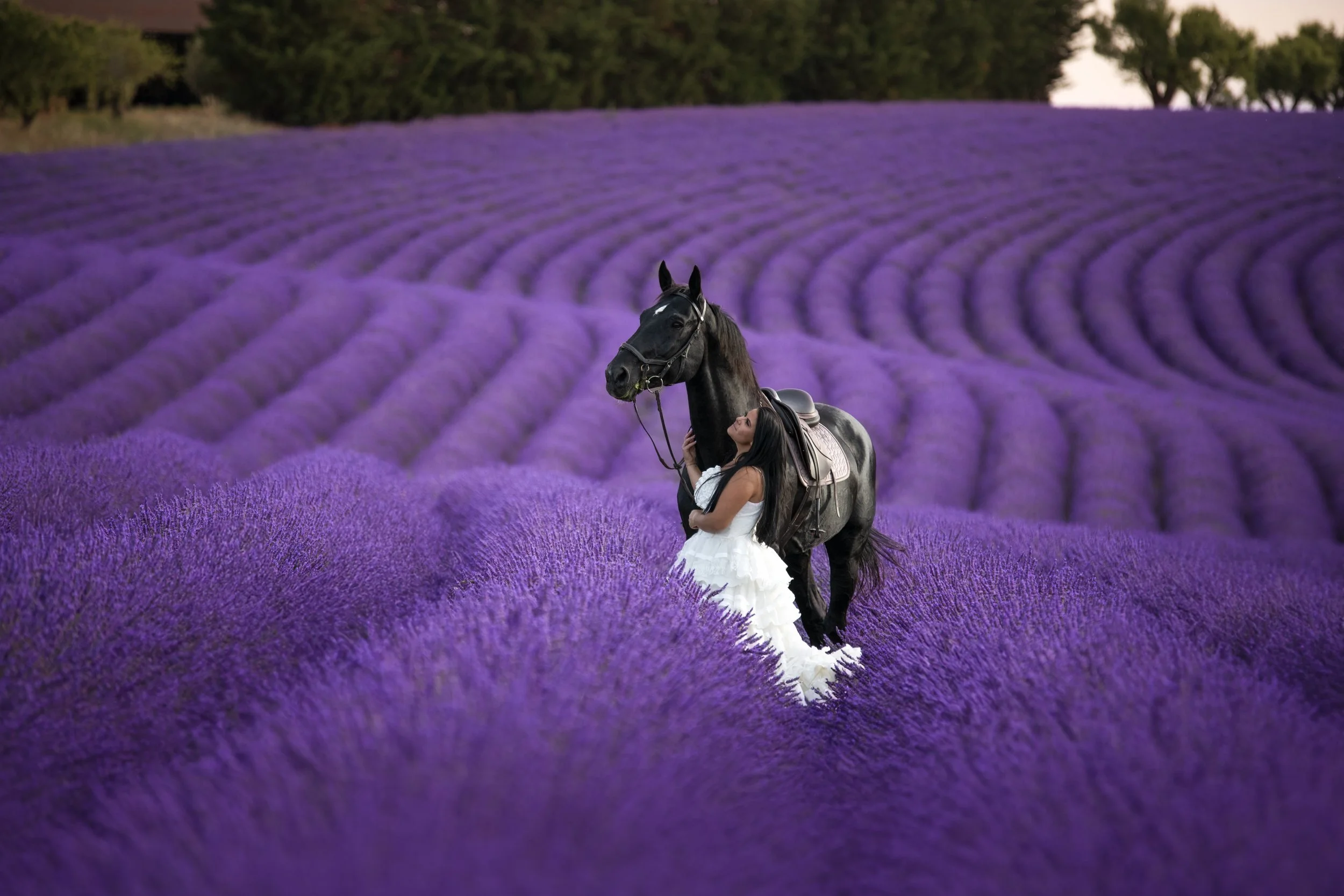 Une femme en robe blanche se tient à côté d'un cheval noir dans un champ de lavande violette.