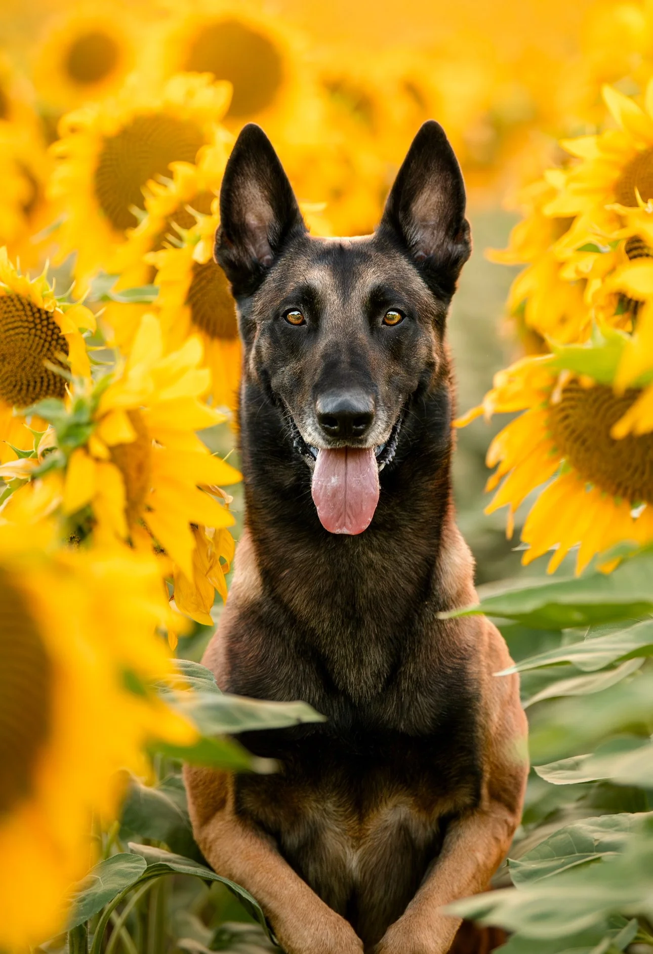 Un chien assis dans un champ de tournesols avec un fond flou de fleurs jaunes, regardant vers l'appareil, la langue sortie, expression heureuse.