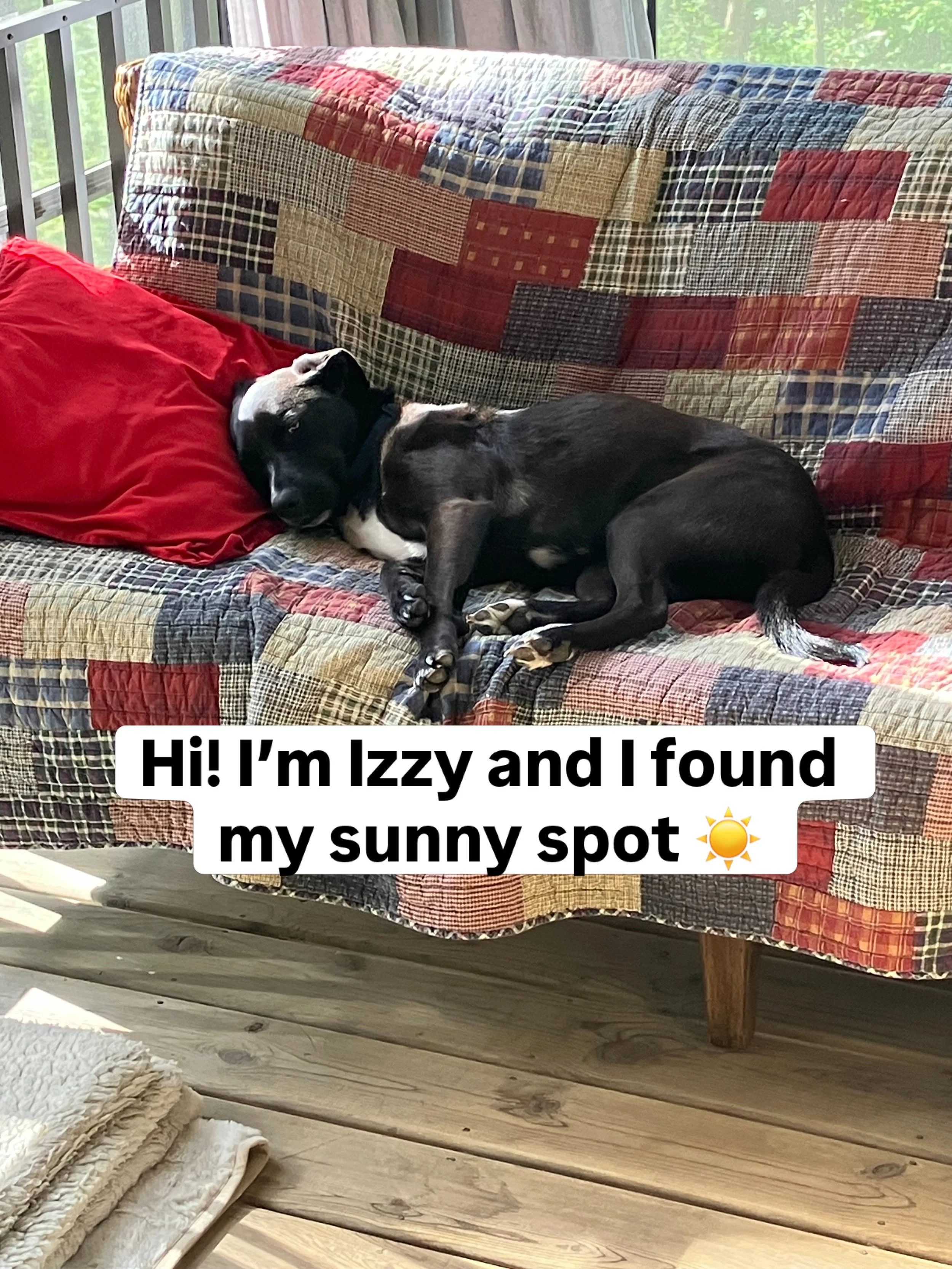 Let&rsquo;s show Izzy and her mom some love 💛! They are among the first supporters of Sonny&rsquo;s Spot. 
Izzy made the trip from Alabama to Wisconsin to find her fourth and now forever home. 
This sweet girl has finally found her &ldquo;Sonny Spot