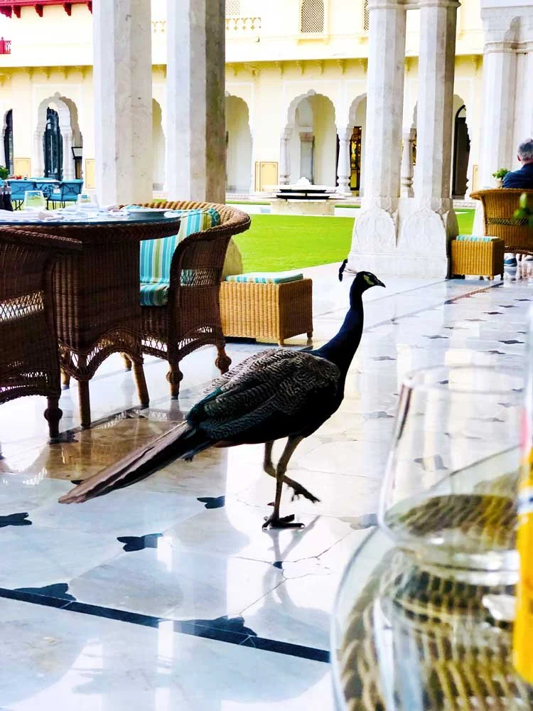 A peacock walking on a marble floor in a luxurious outdoor dining area, with wicker chairs and tables, and a green lawn visible in the background.