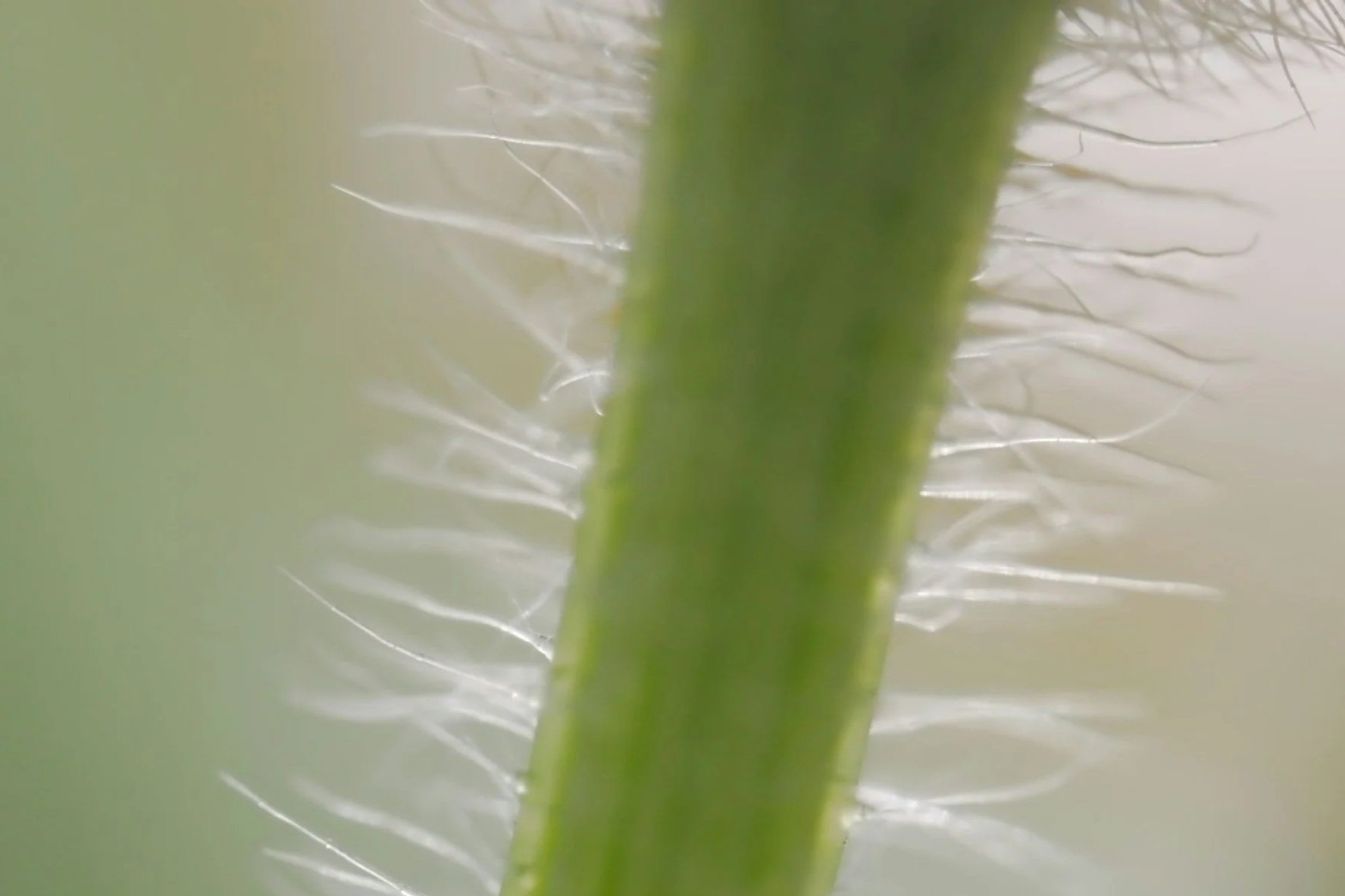 Close-up of a green plant stem with tiny hairs, viewed from underneath.