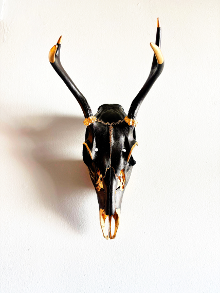Pronghorn Antelope Skull Wall Mount