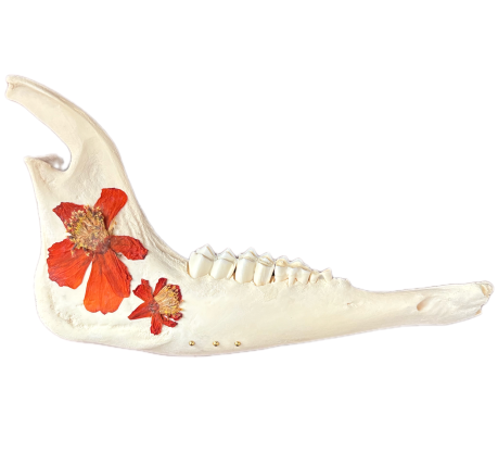 Sheep JawBone : Petals