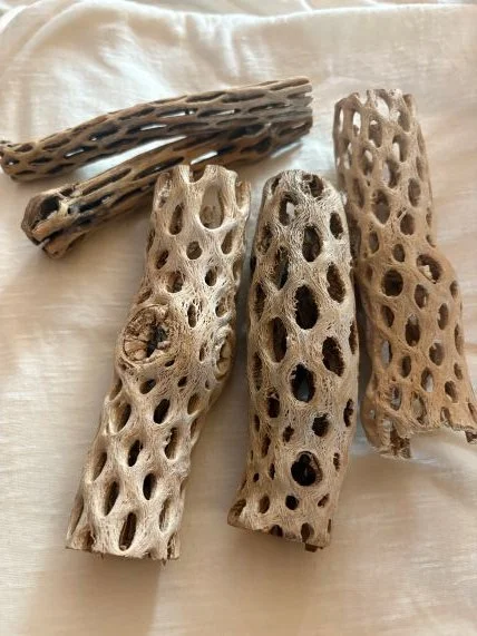 Small Cholla Wood