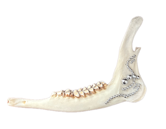 Sheep Jawbone: Silver