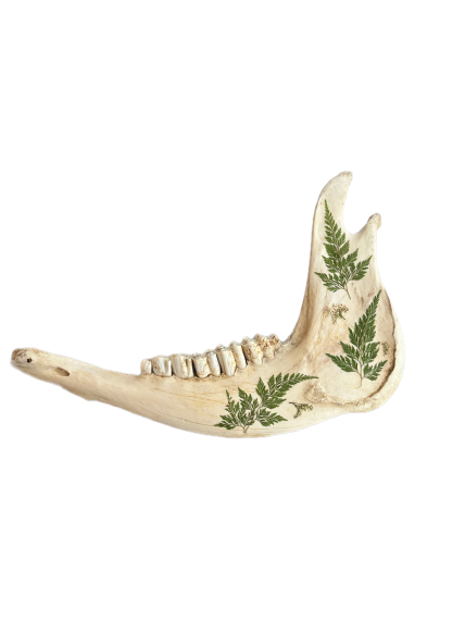Cow Jawbone