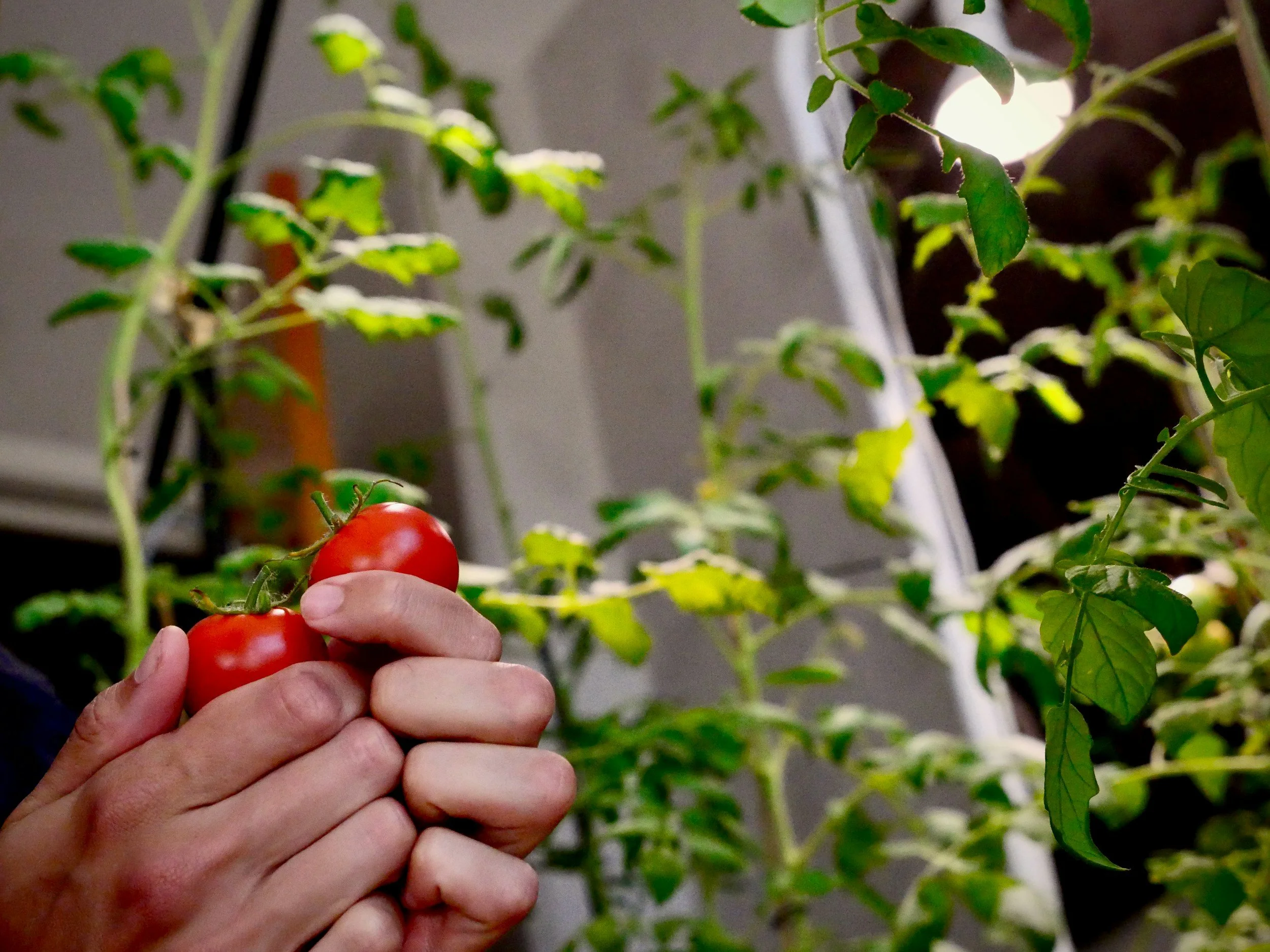 Micro-Homesteading In Town
