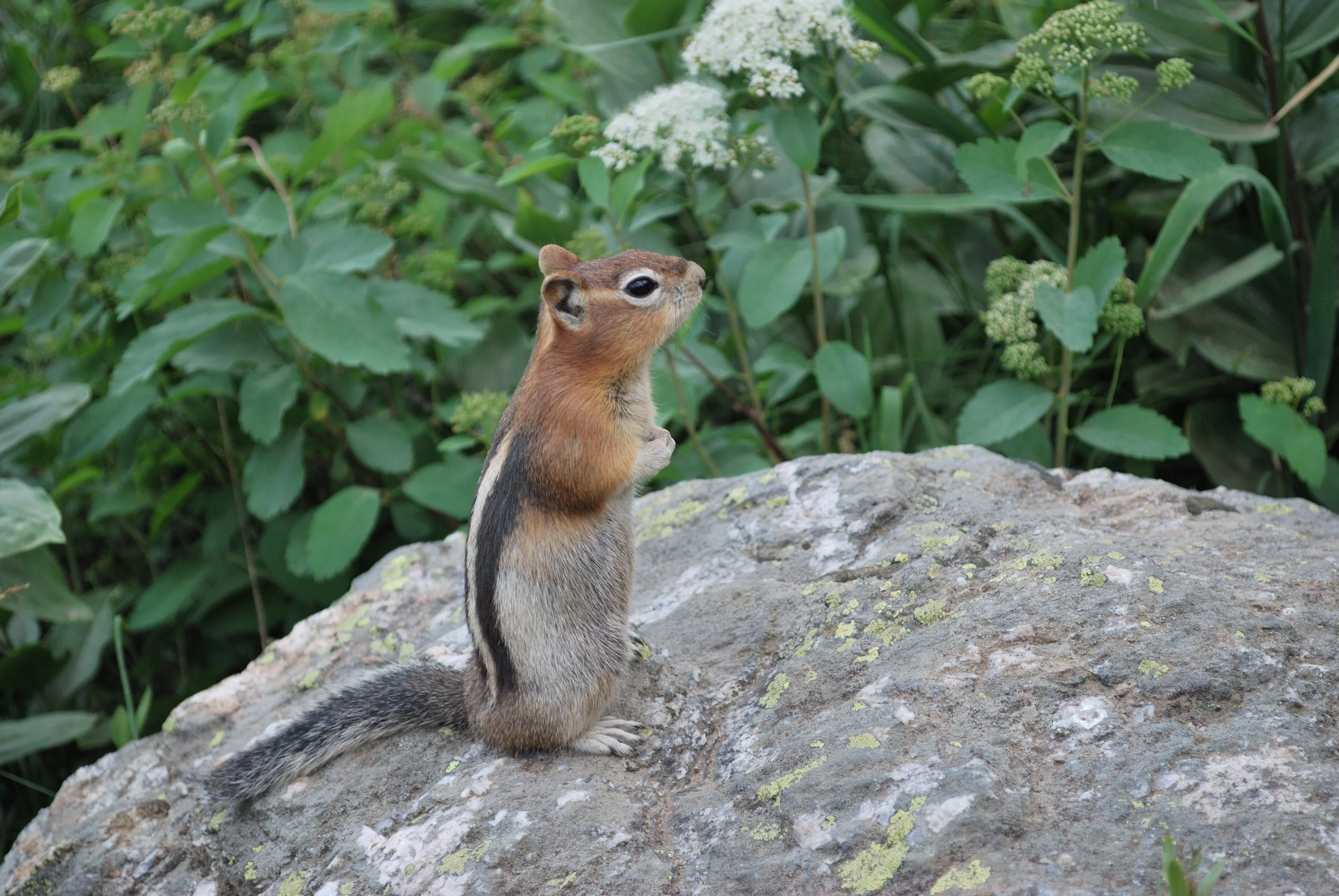 A small squirrel standing upright on a large rock surrounded by green foliage and white flowering plants.