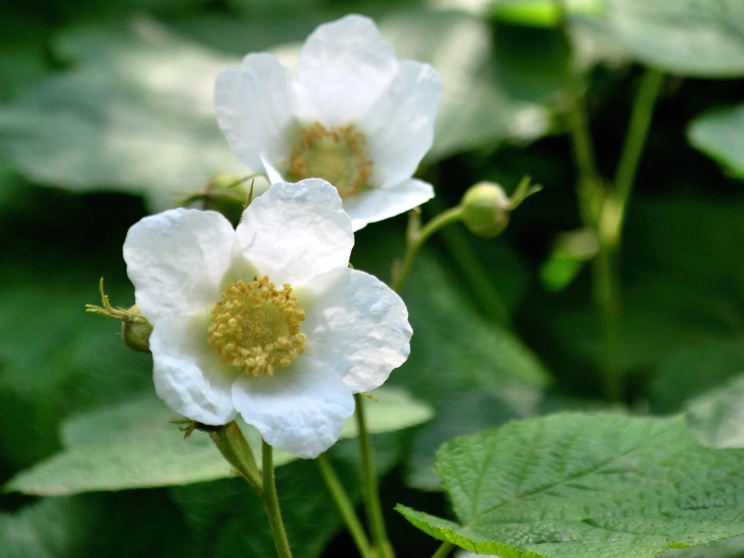 Close-up of white blackberry flowers with yellow stamens, surrounded by green leaves.