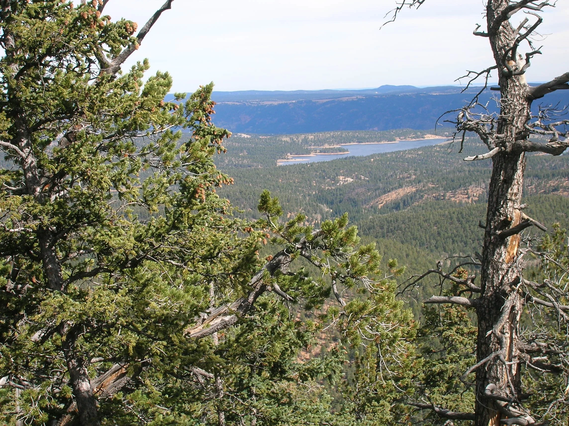 A scenic view of a mountain landscape with green pine trees in the foreground, a large dead tree on the right, a lake, and mountain ranges in the background under a partly cloudy sky.