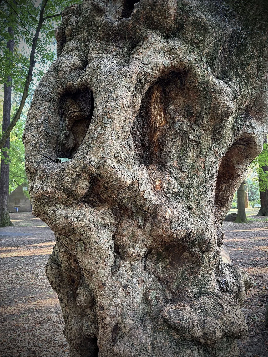Jon Gottshall, Ancient Resident, 2025
