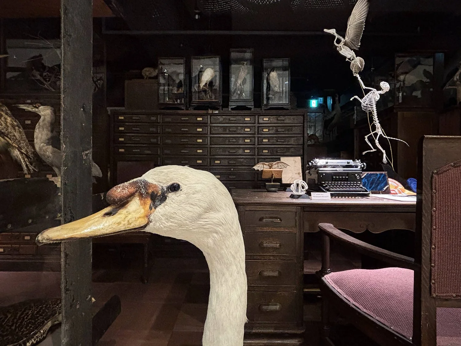 Jon Gottshall, Ornithologist's Study, Tokyo, Japan, 2025