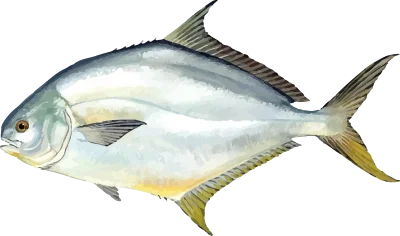Illustration of a Gulf Coast Pompano