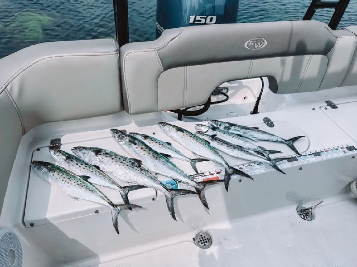 Spanish Mackerel caught in the Gulf in the boat