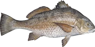 Illustration of a Black Drum