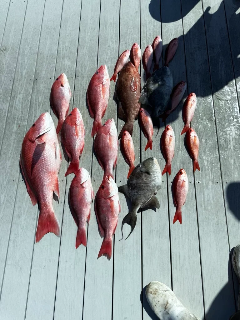 Emerald Coast Fishing Update - This Week