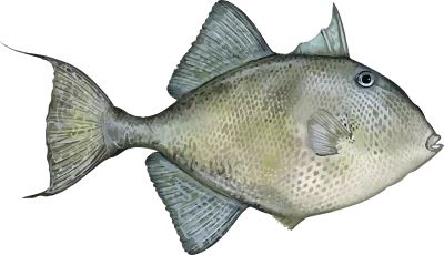 Illustration of a Triggerfish