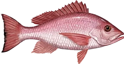 Illustration of a Red Snapper