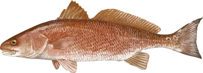 Illustration of a Gulf Coast Redfish