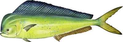 Illustration of a Gulf Coast Mahi Mahi