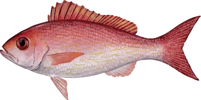Illustration of a Gulf Coast Vermilion Snapper