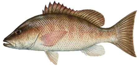 A detailed image of a fish with a brownish-green body, spiny dorsal fin, and extensible pectoral fins.