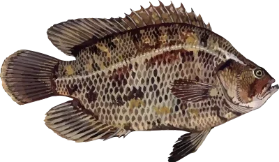 Illustration of a Tripletail