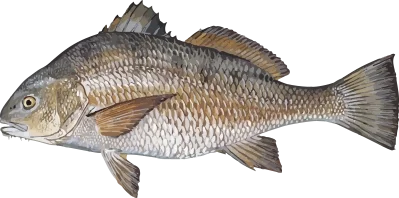 Illustration of a Gulf Coast Black Drum