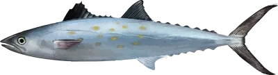 Illustration of a Gulf Coast Spanish Mackerel