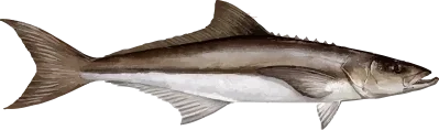 Illustration of a Cobia