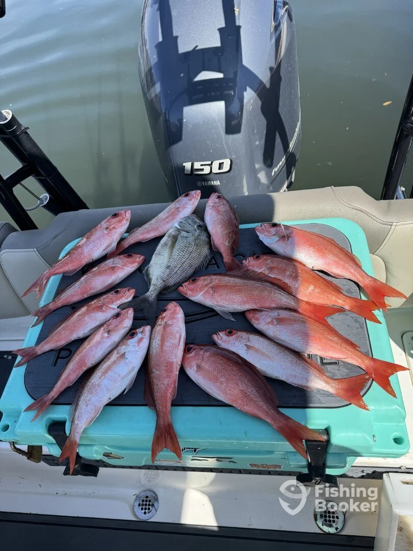 Fresh caught fish on a boat in the Gulf