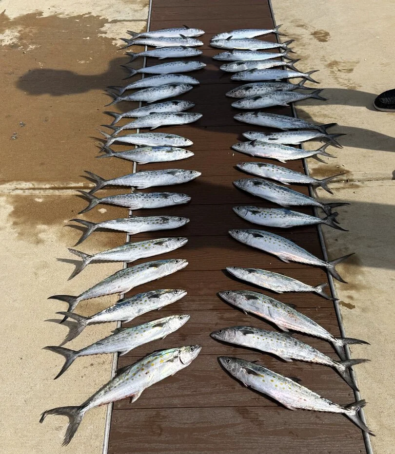 Spanish Mackerel lined up on a pier after being caught with Bluewater Charter on the Emerald Coast