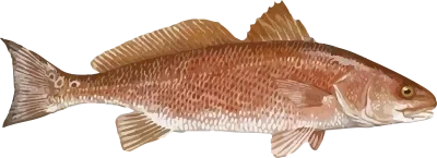 Illustration of a Redfish