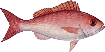Illustration of a Vermilion Snapper