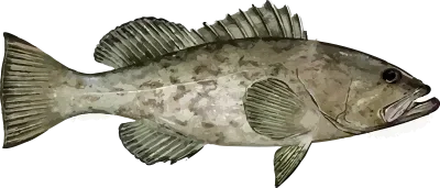 Illustration of a Gag Grouper