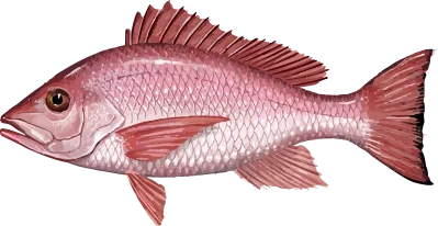 Illustration of a Gulf Coast Red Snapper