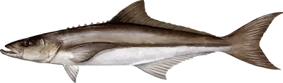 Illustration of a Gulf Coast Cobia
