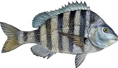 Illustration of a Sheepshead