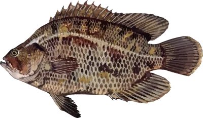 Illustration of a Gulf Coast Tripletail